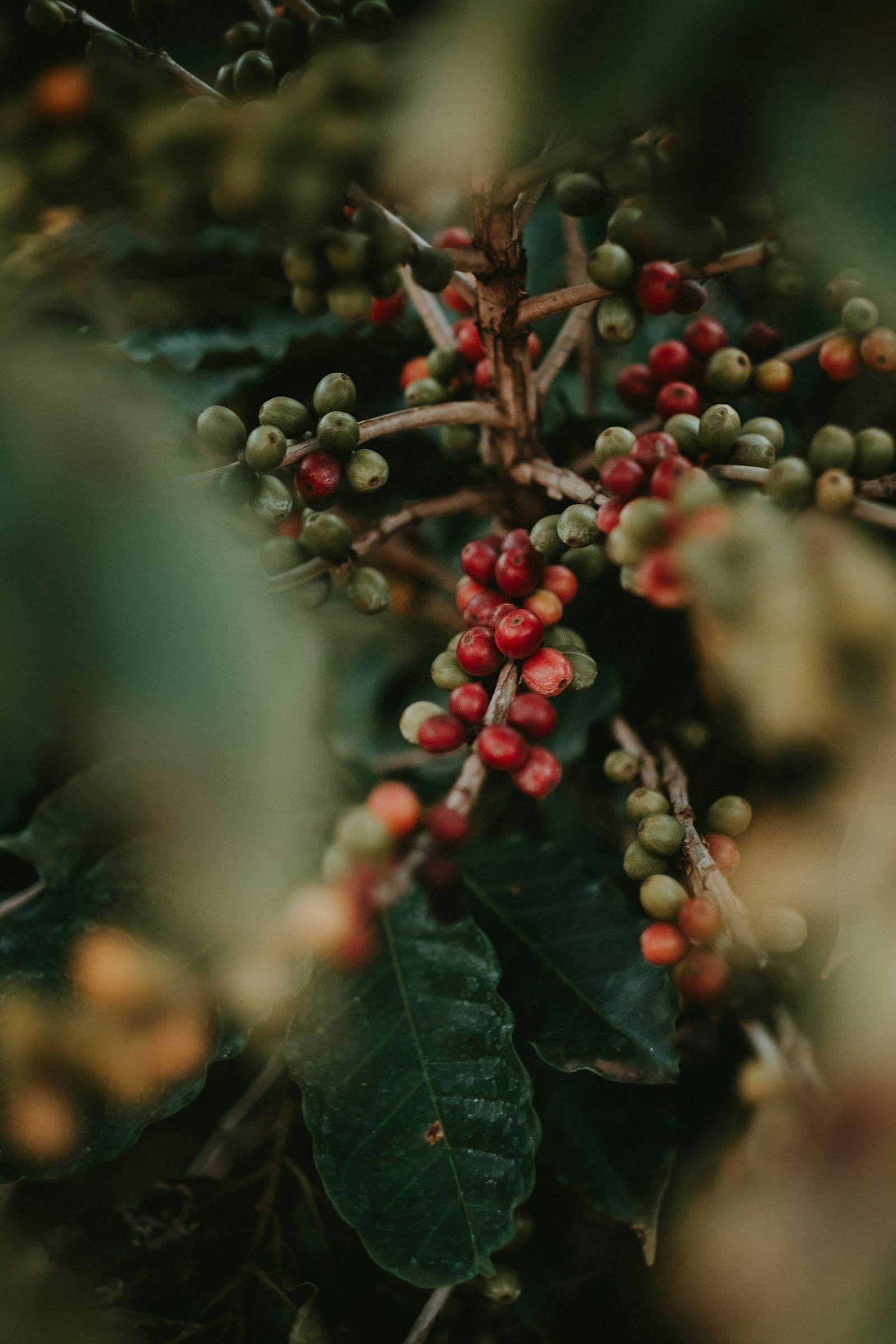 Coffee cherries on the branch