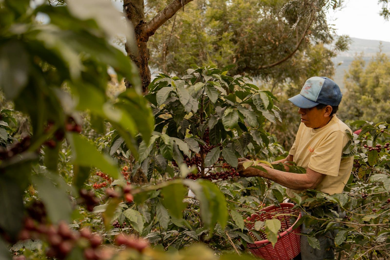 Coffee cherries being hand-picked at origin